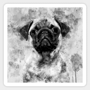 Pug Dog Watercolor Portrait black and white 01 Magnet